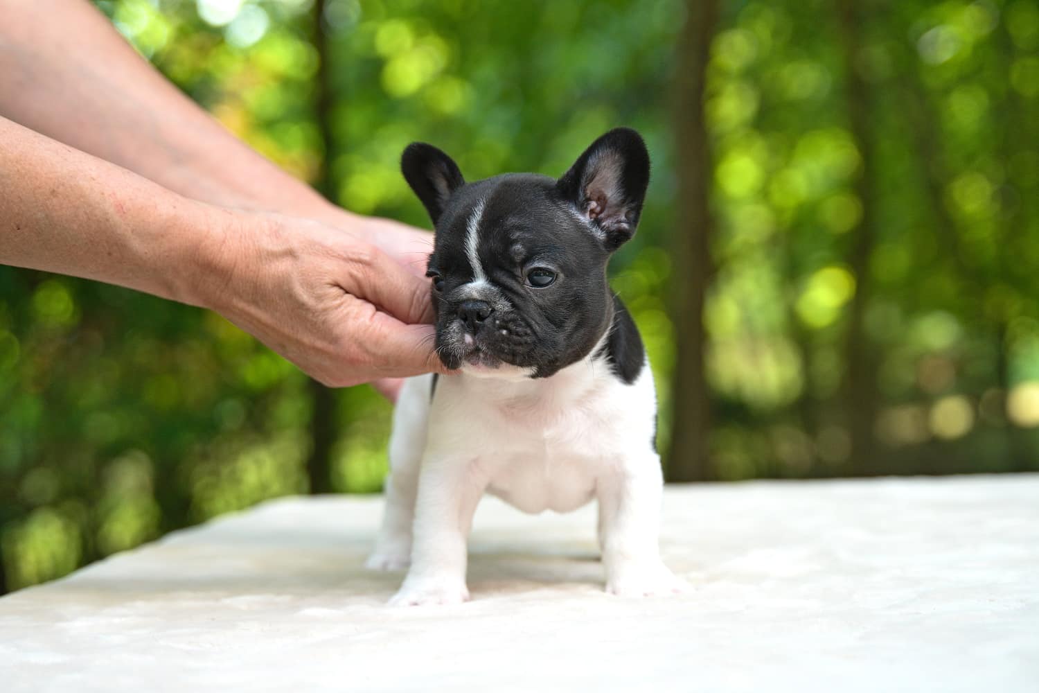 Flash Frenchies Litter I